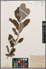 Foto von Salix cinerea L.